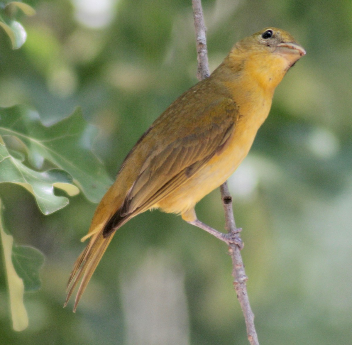 Summer Tanager - ML578578801