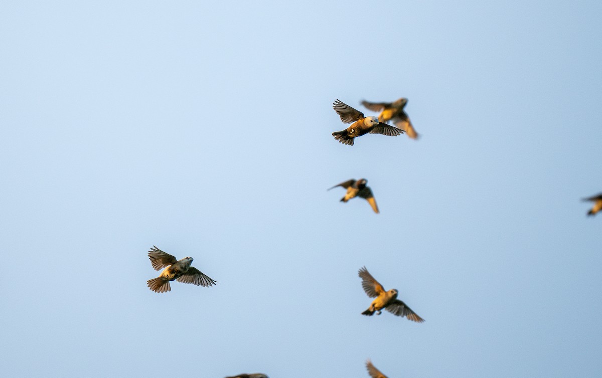 White-headed Munia - ML578578931