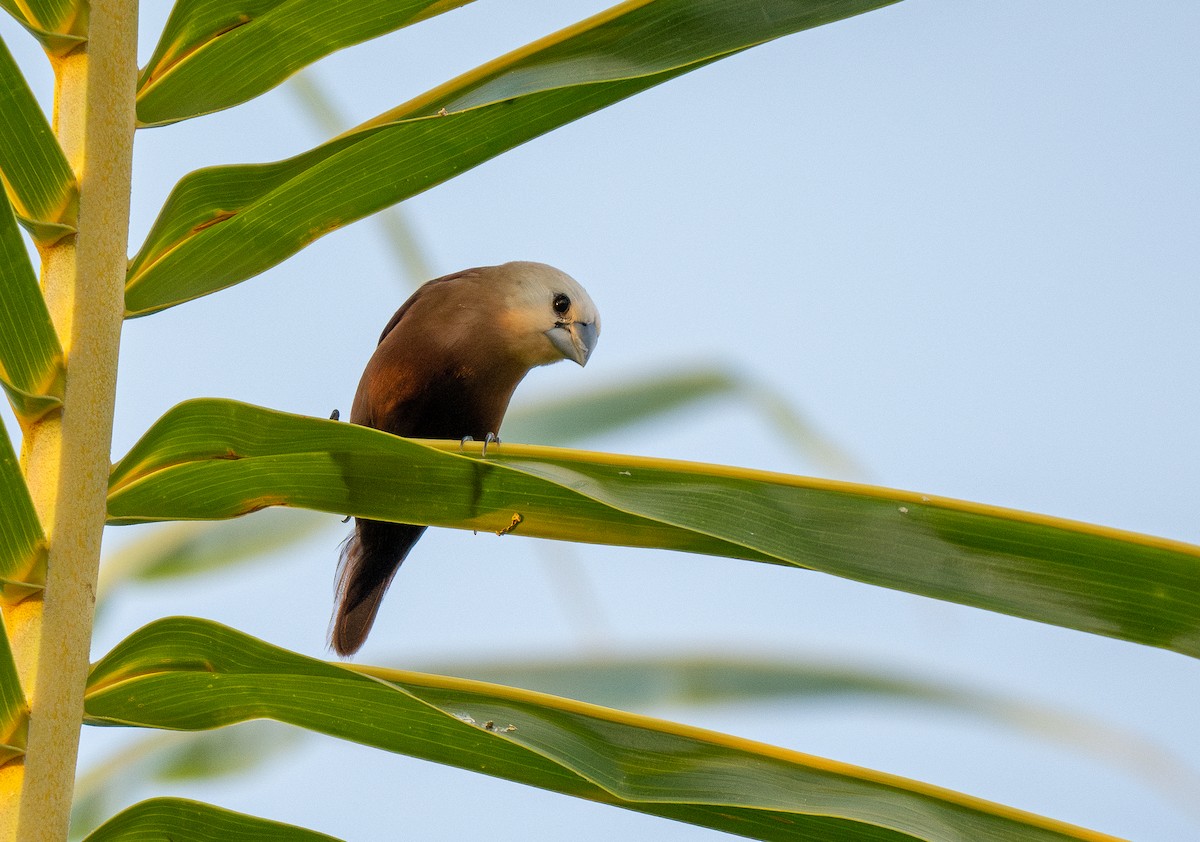 White-headed Munia - ML578578951