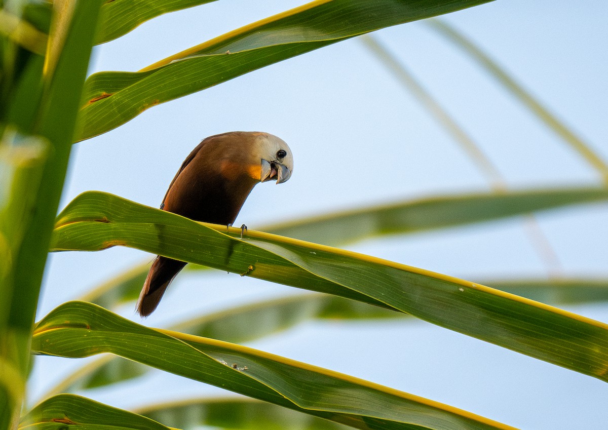 White-headed Munia - ML578578961