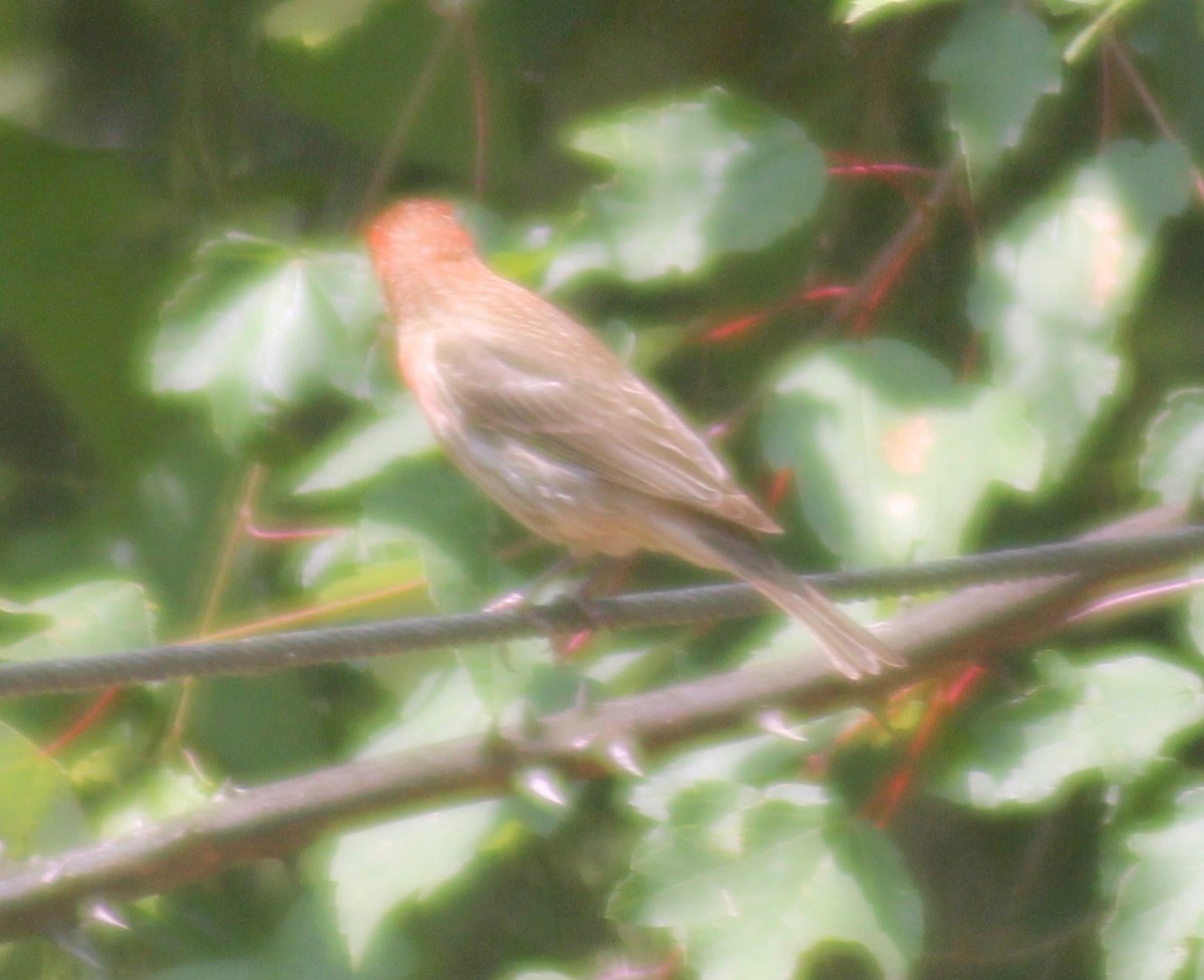 House Finch - ML578579171