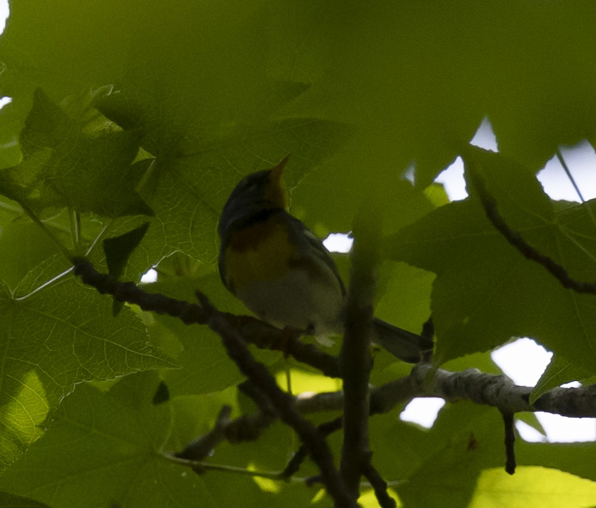 Parula Norteña - ML578579351