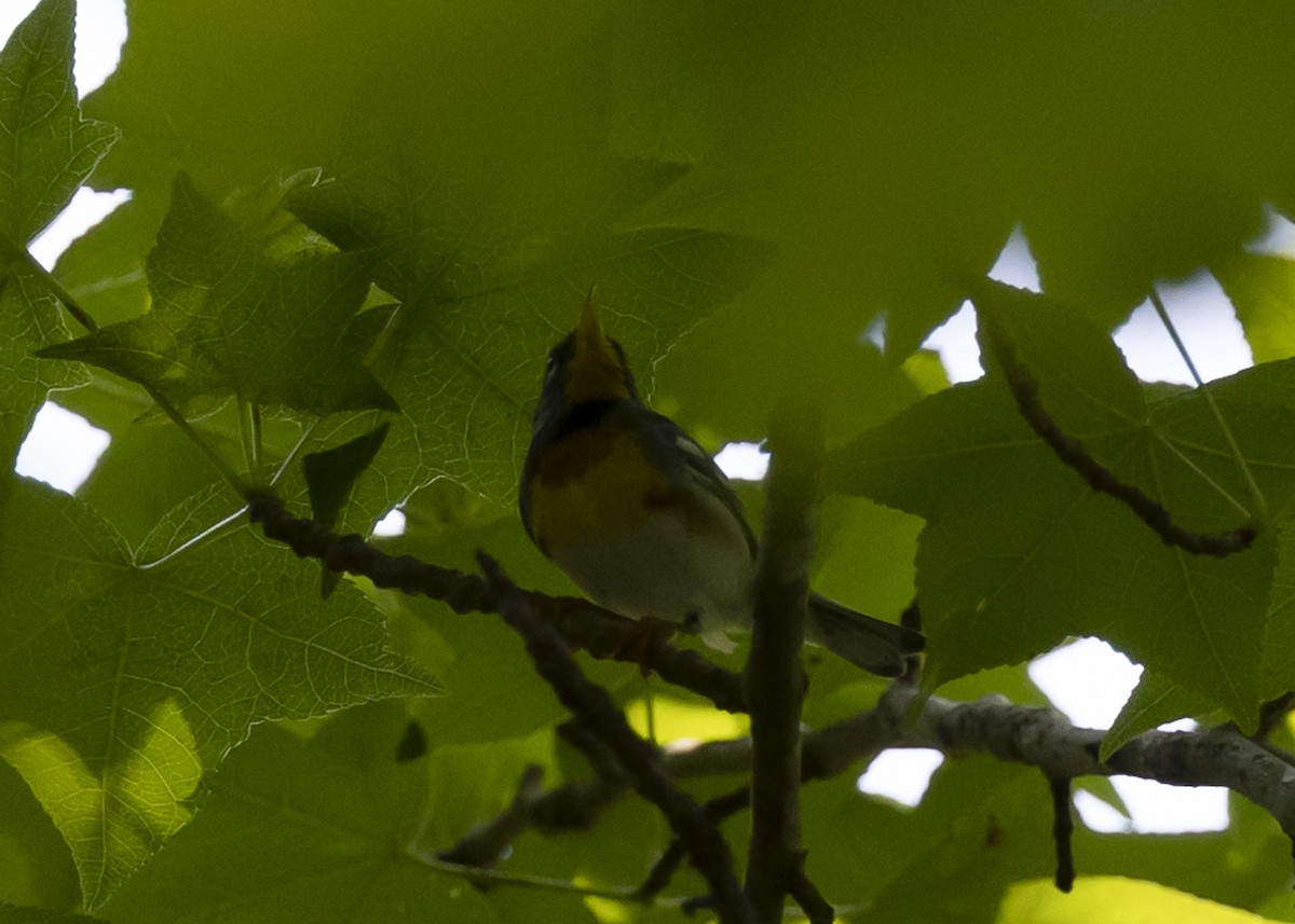 Northern Parula - Jennifer Miller