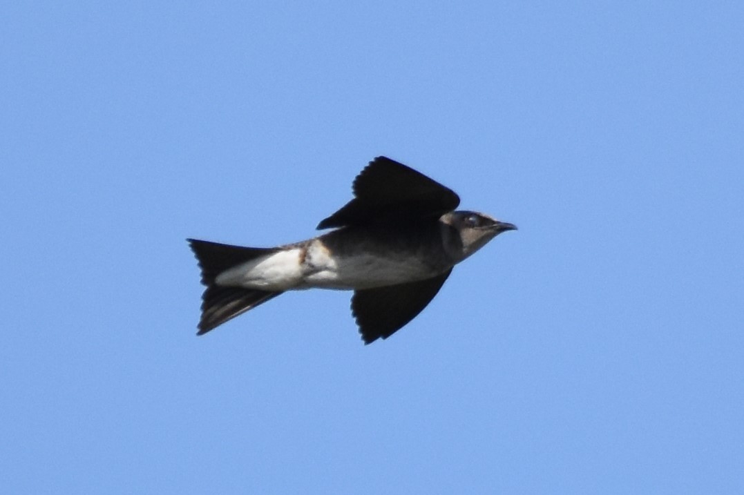 Purple Martin - ML57857951