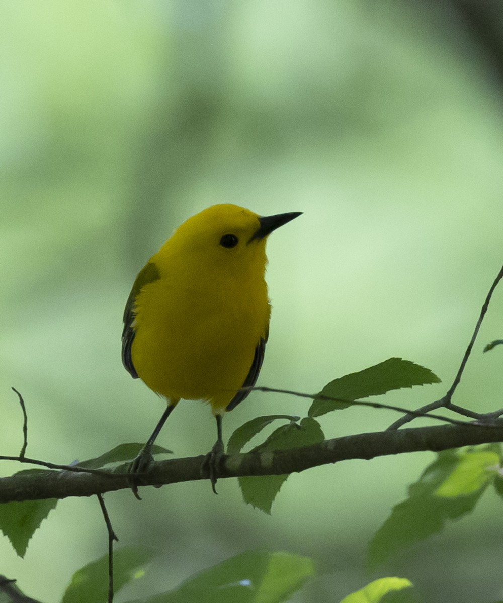 Prothonotary Warbler - ML578579621