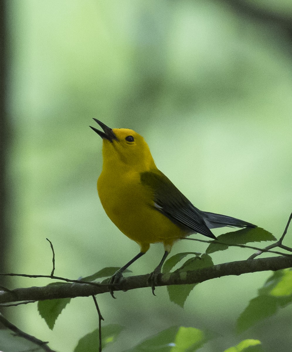 Prothonotary Warbler - ML578579631