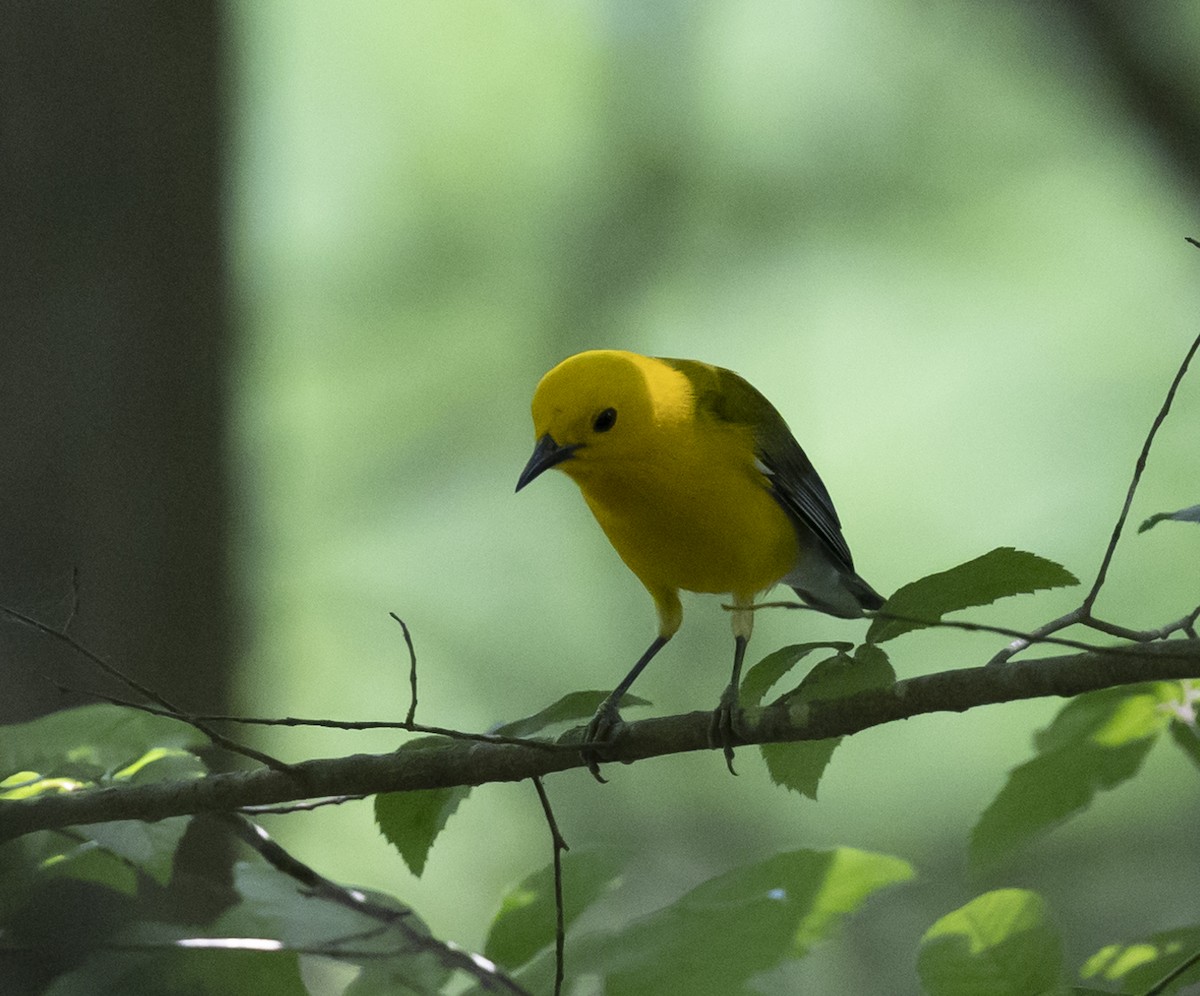 Prothonotary Warbler - ML578579641