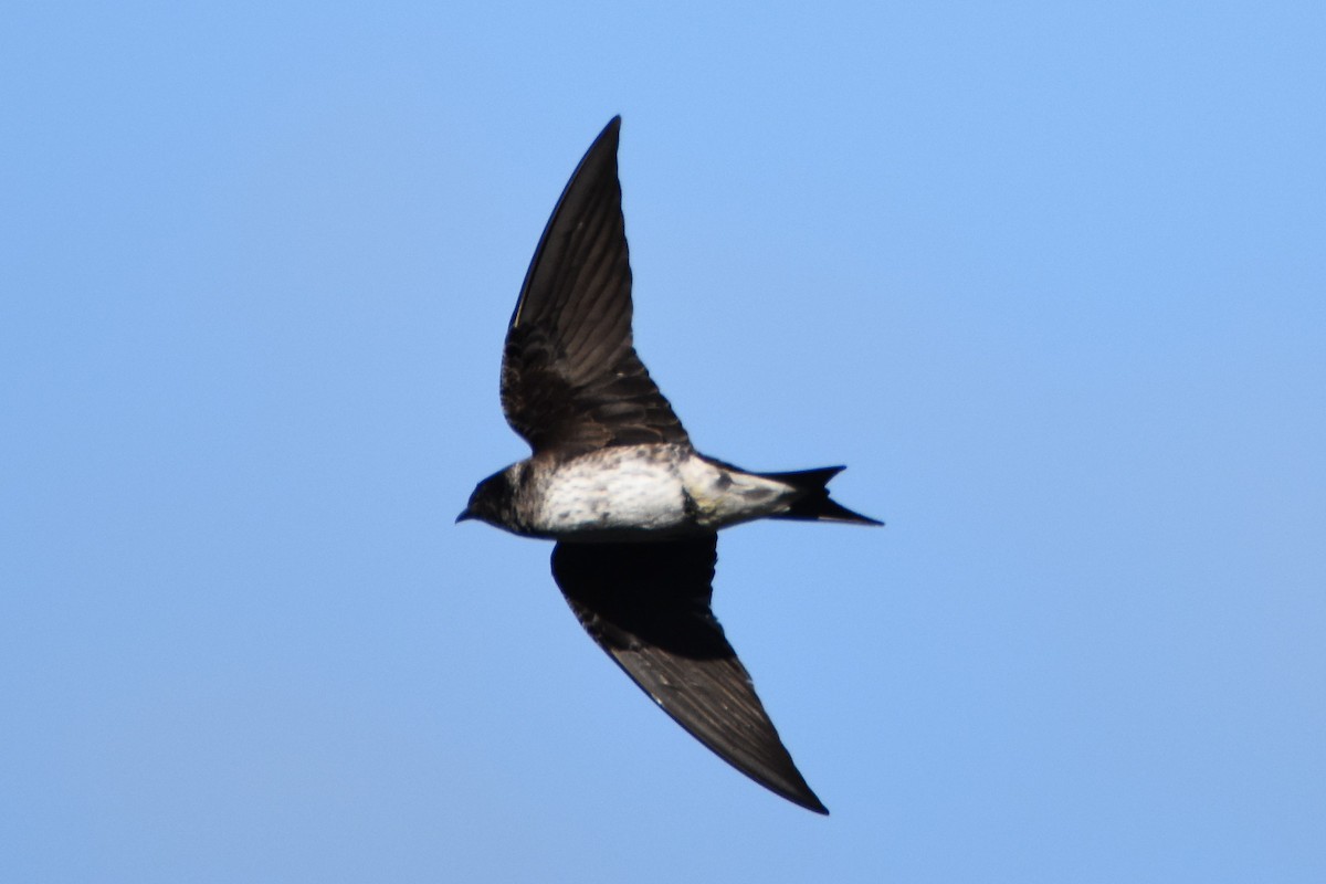 Purple Martin - Andrew Dobson