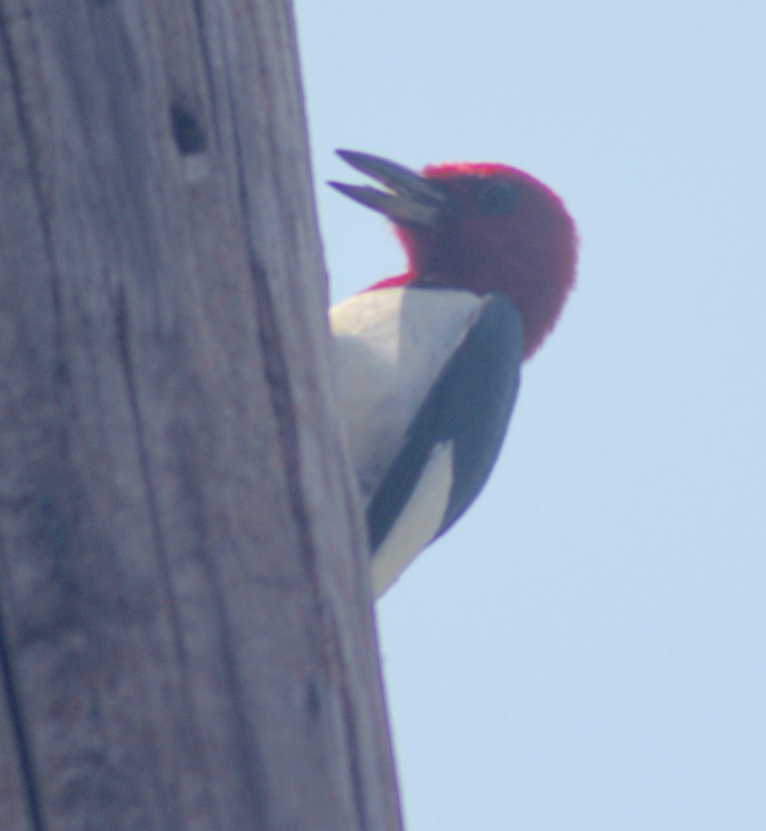 Red-headed Woodpecker - ML578579721