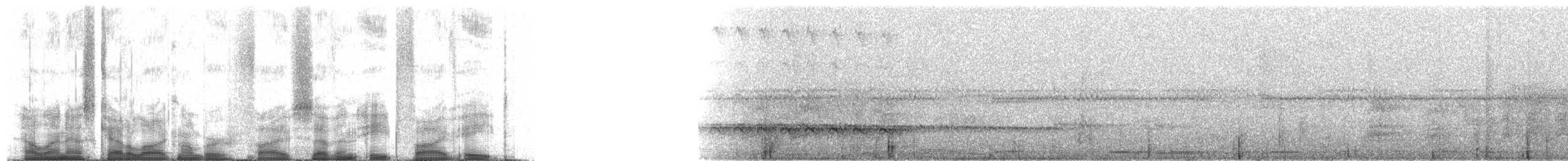Western Fire-eye (maura Group) - ML57858
