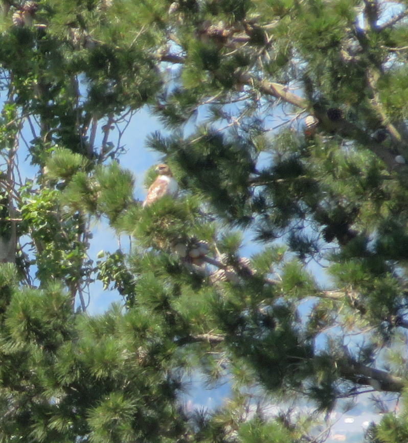 Red-tailed Hawk - ML57858341