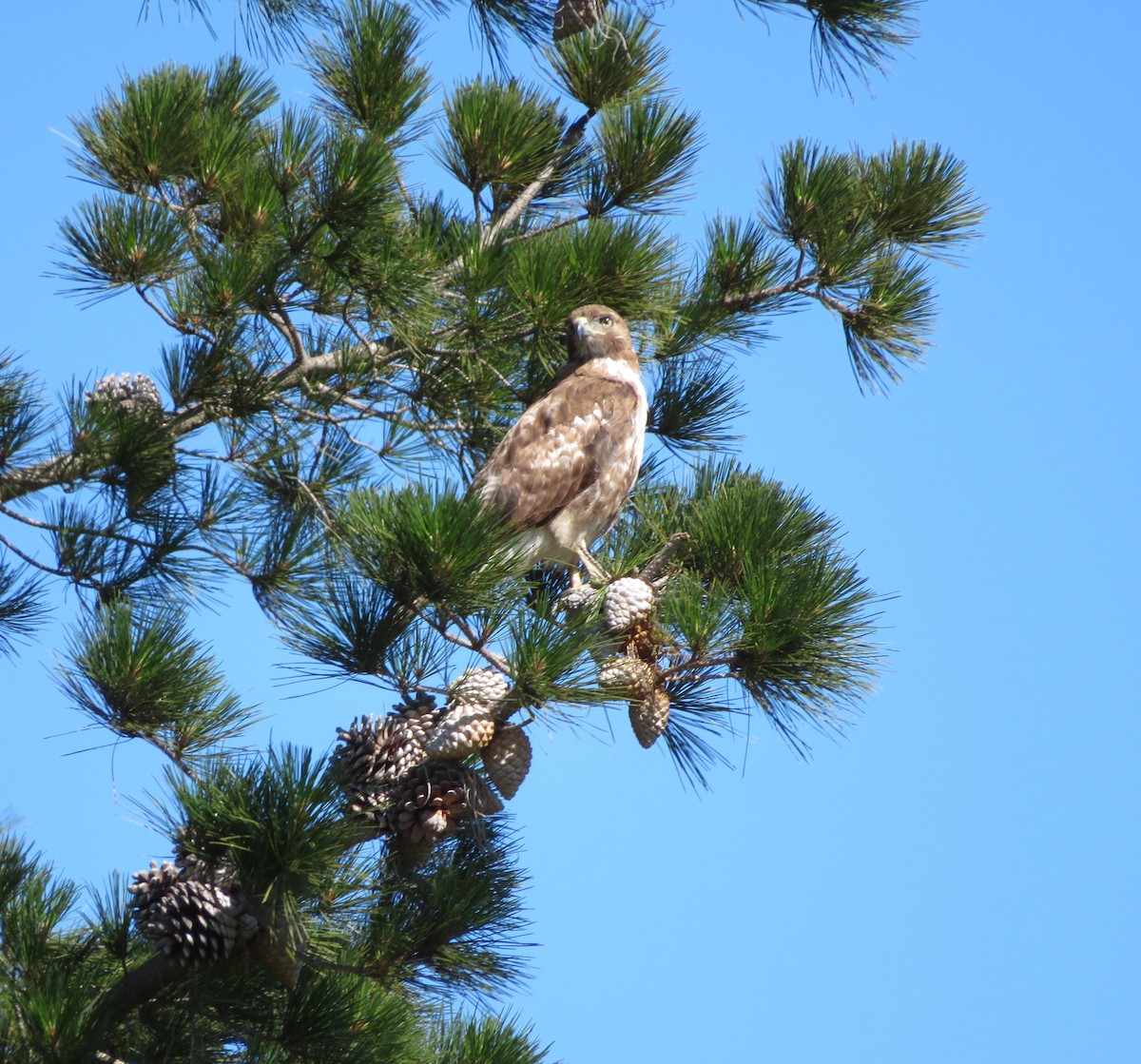 Red-tailed Hawk - ML57858361