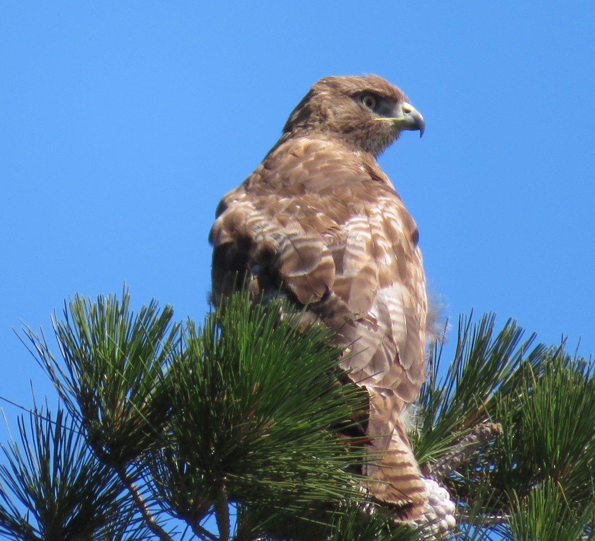 Red-tailed Hawk - ML57858391
