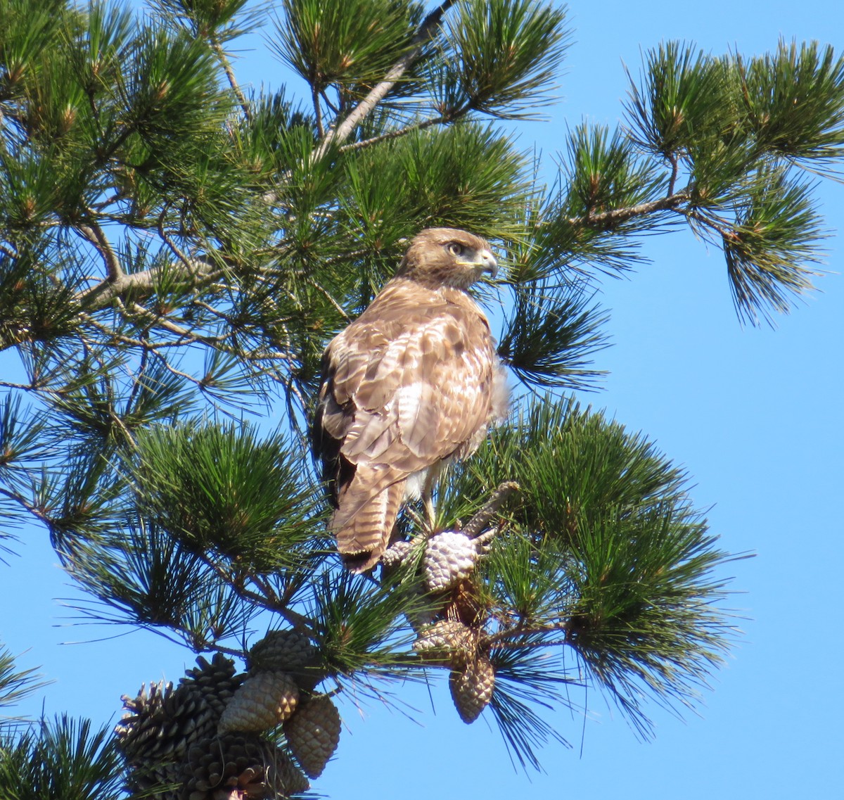 Red-tailed Hawk - ML57858421