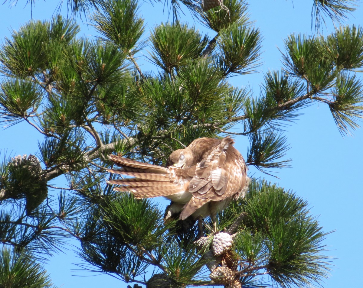 Red-tailed Hawk - ML57858431