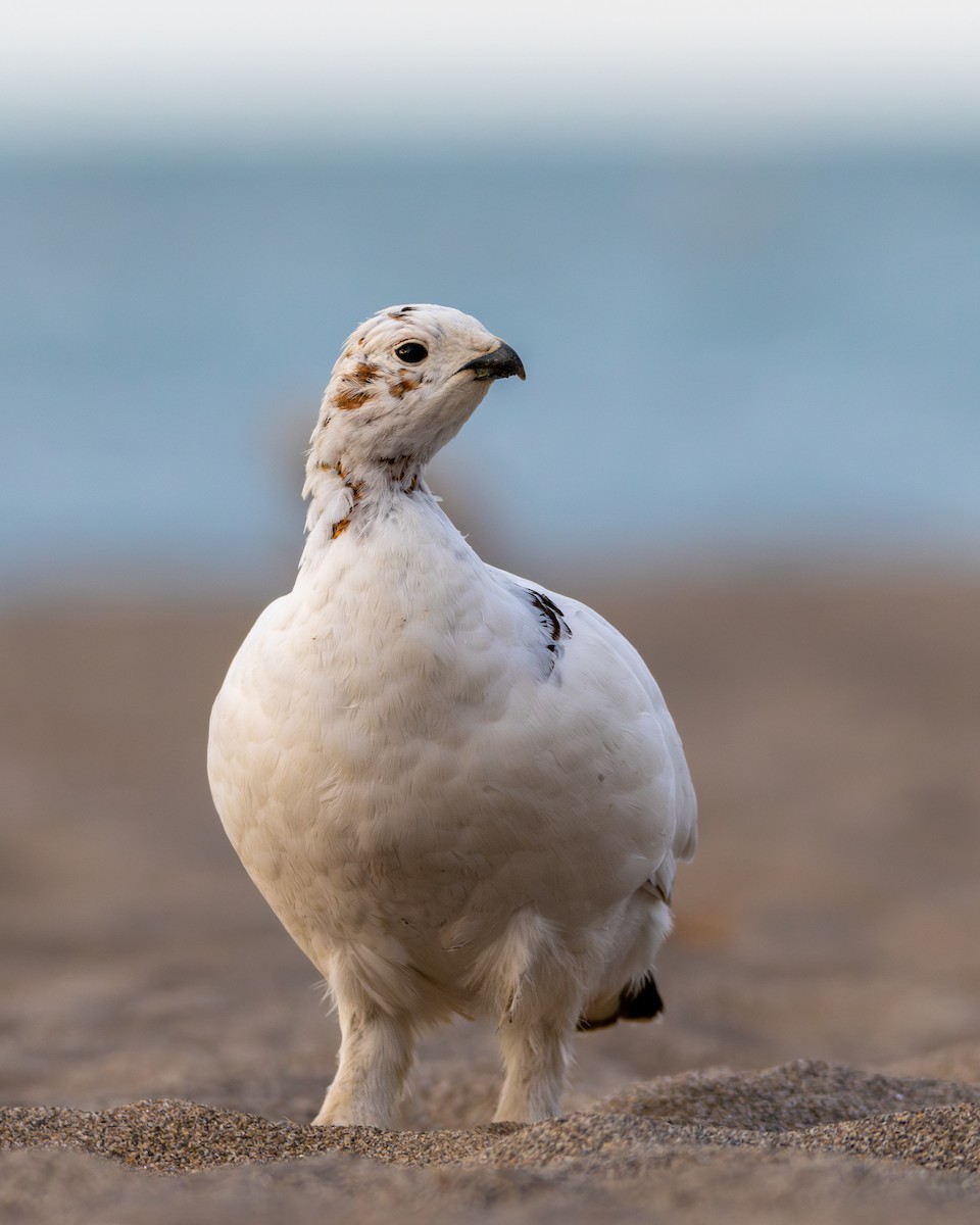 Willow Ptarmigan - ML578584341