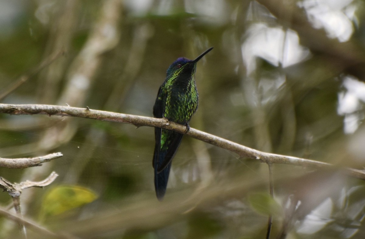 Violet-capped Woodnymph - ML578584361