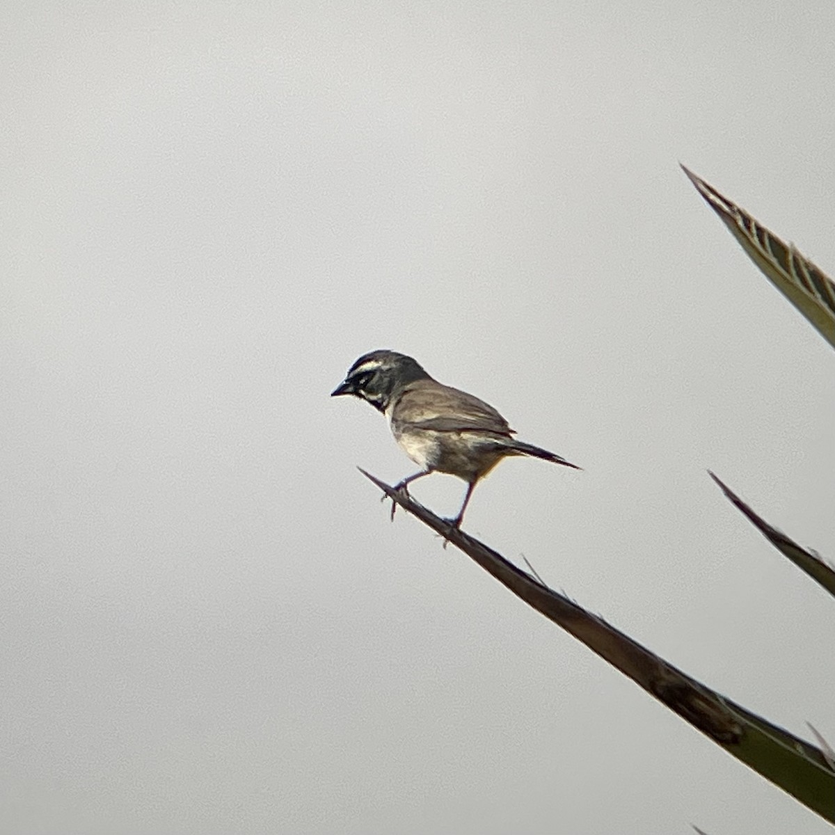 Black-throated Sparrow - ML578584931