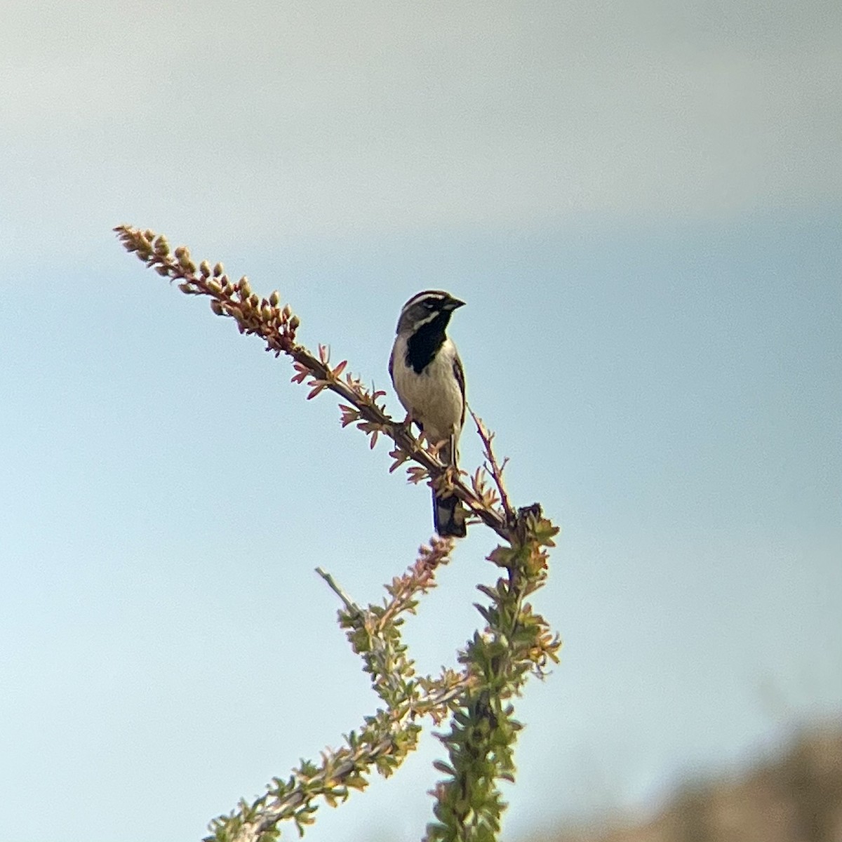 Black-throated Sparrow - ML578584941