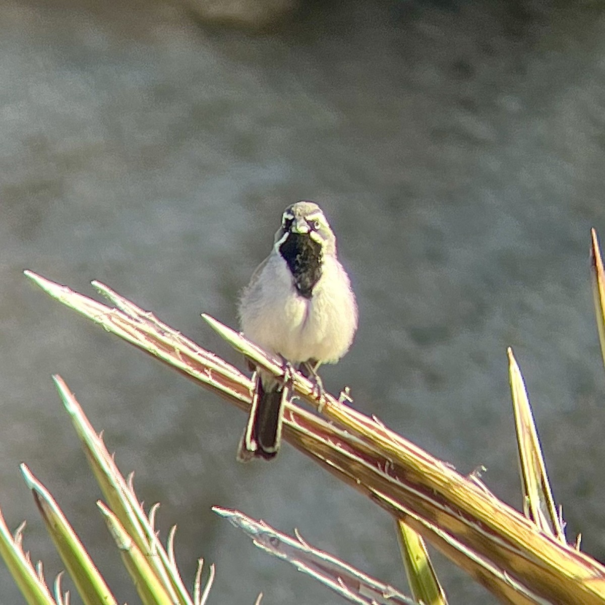 Black-throated Sparrow - ML578585461