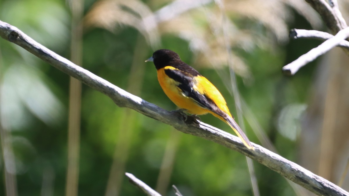 Baltimore Oriole - ML578585531