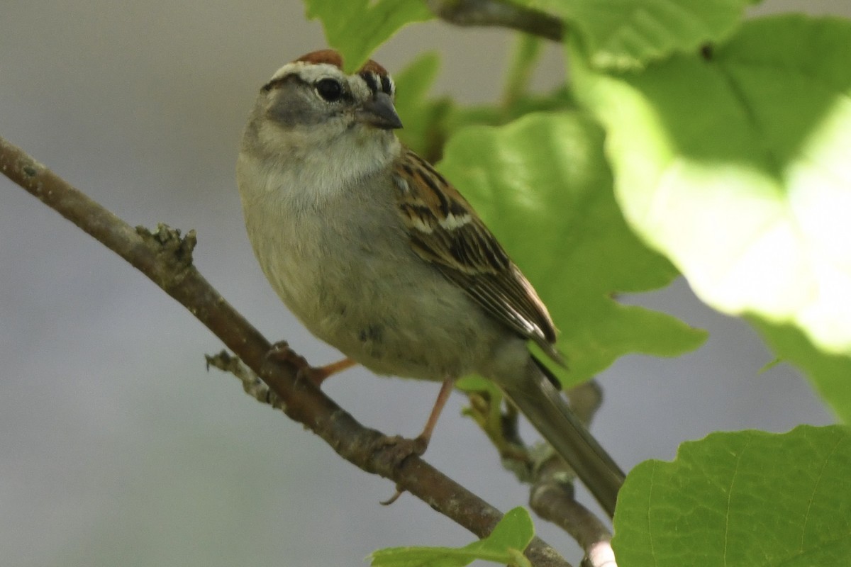 Chipping Sparrow - ML578585741