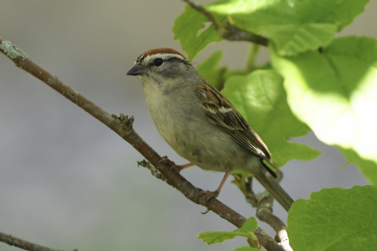 Chipping Sparrow - ML578585751