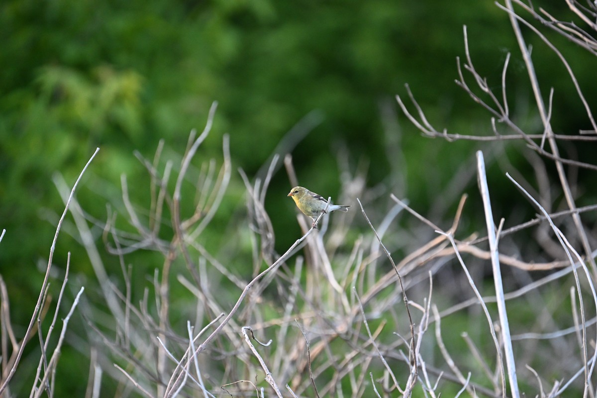 American Goldfinch - Andrew Longtin