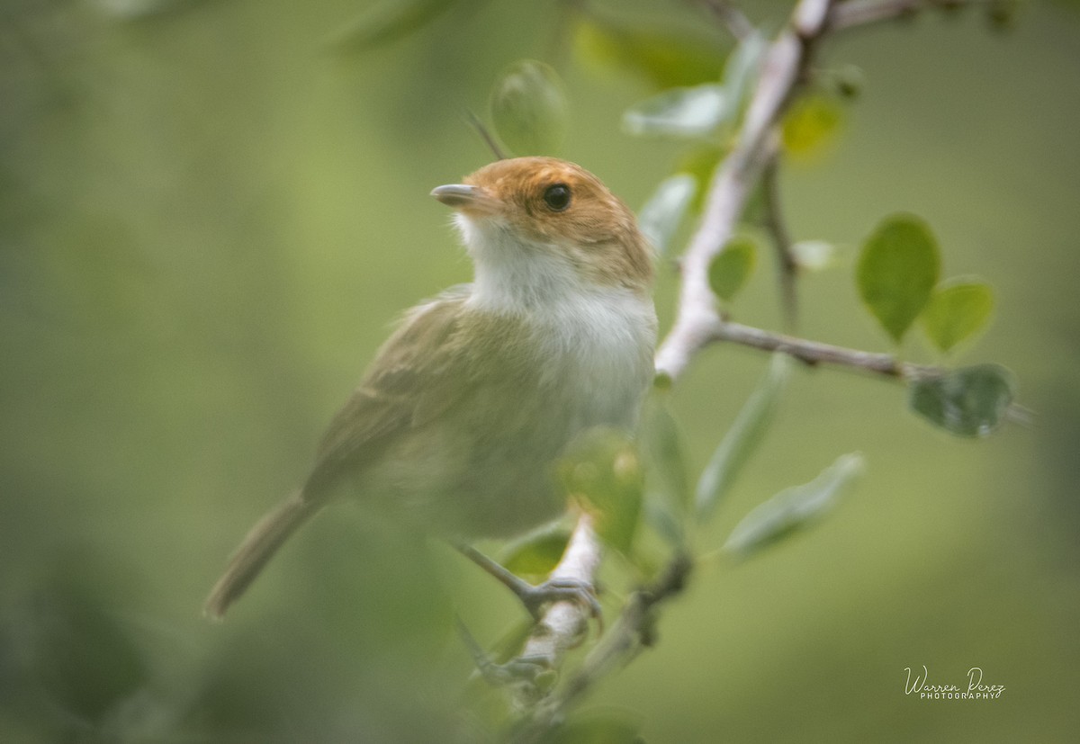 Fulvous-faced Scrub-Tyrant - ML578586221