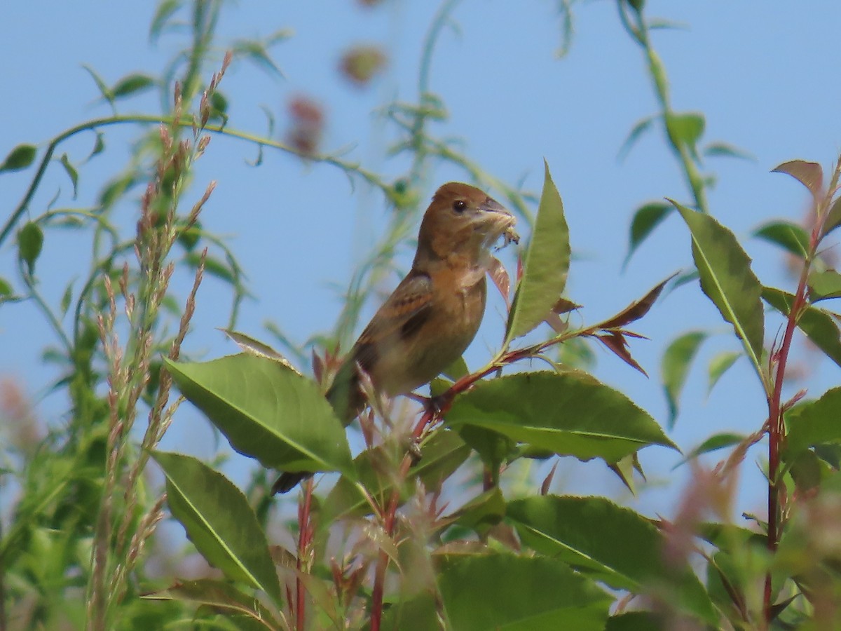 Blue Grosbeak - Bruce Murray