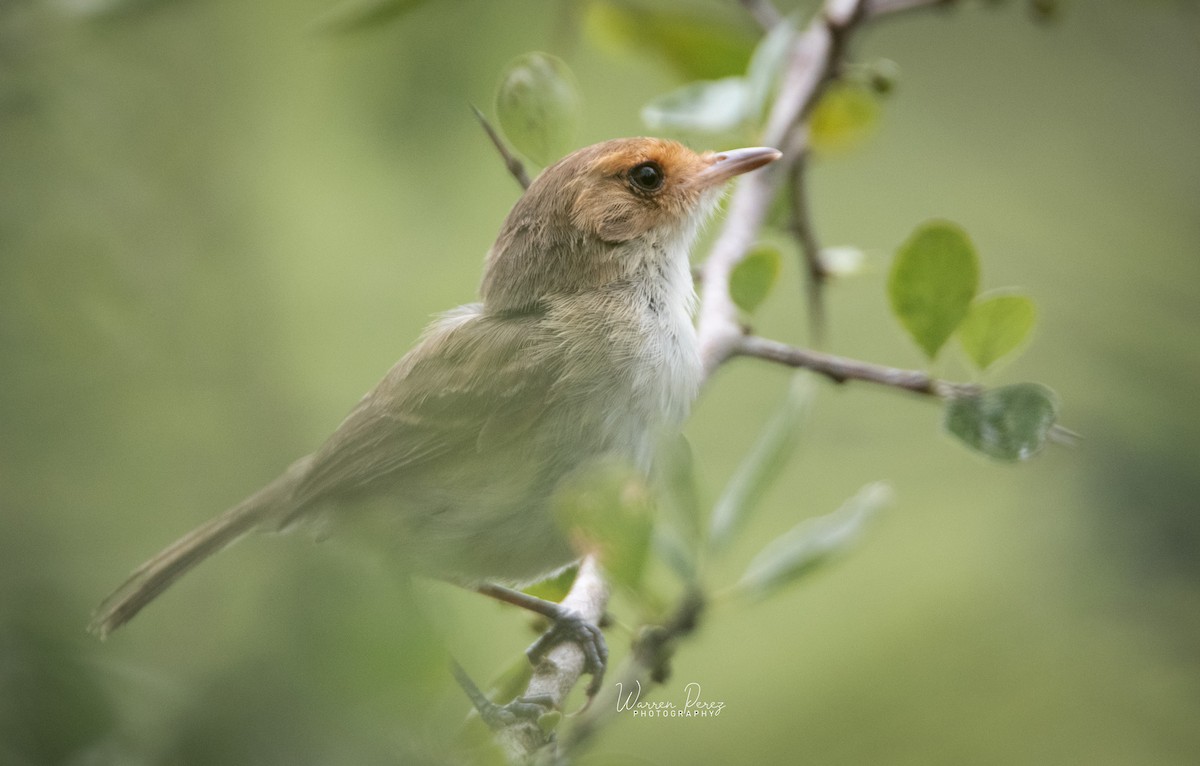 Fulvous-faced Scrub-Tyrant - ML578587821