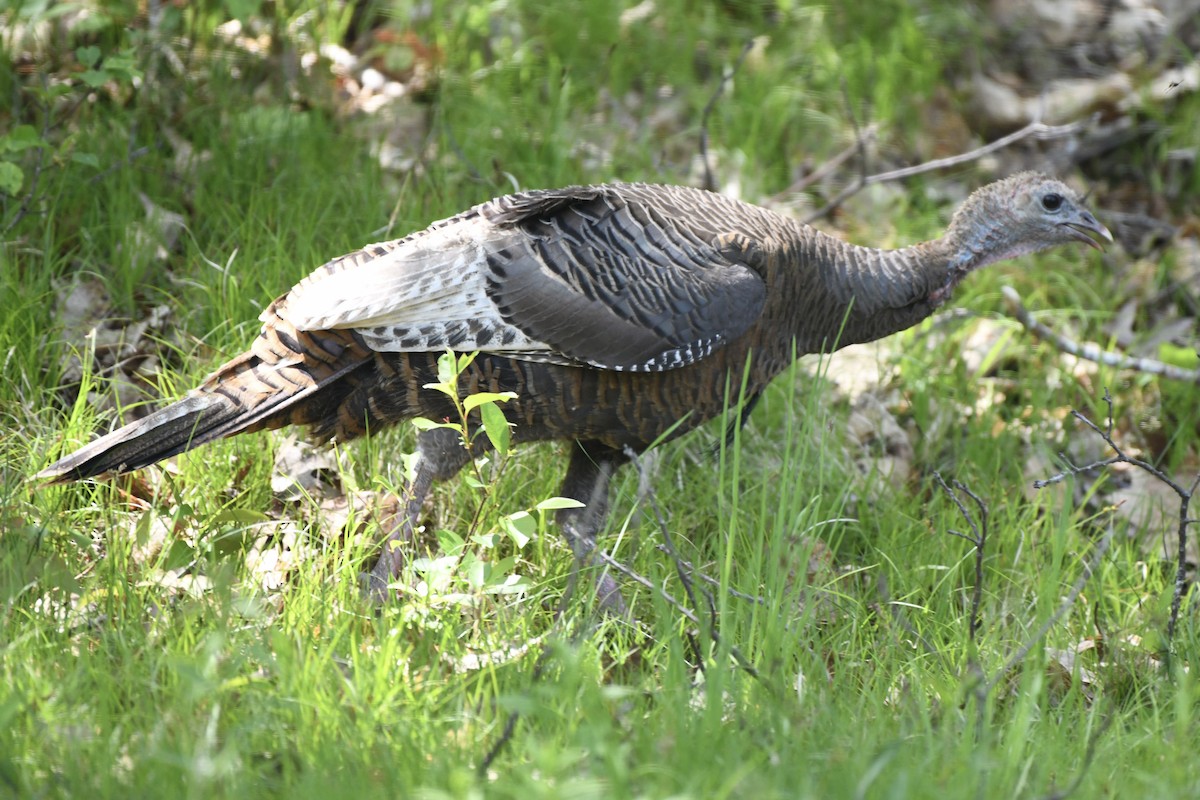 Wild Turkey - ML578589021