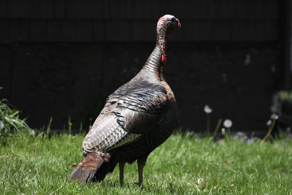 Wild Turkey - ML578589031