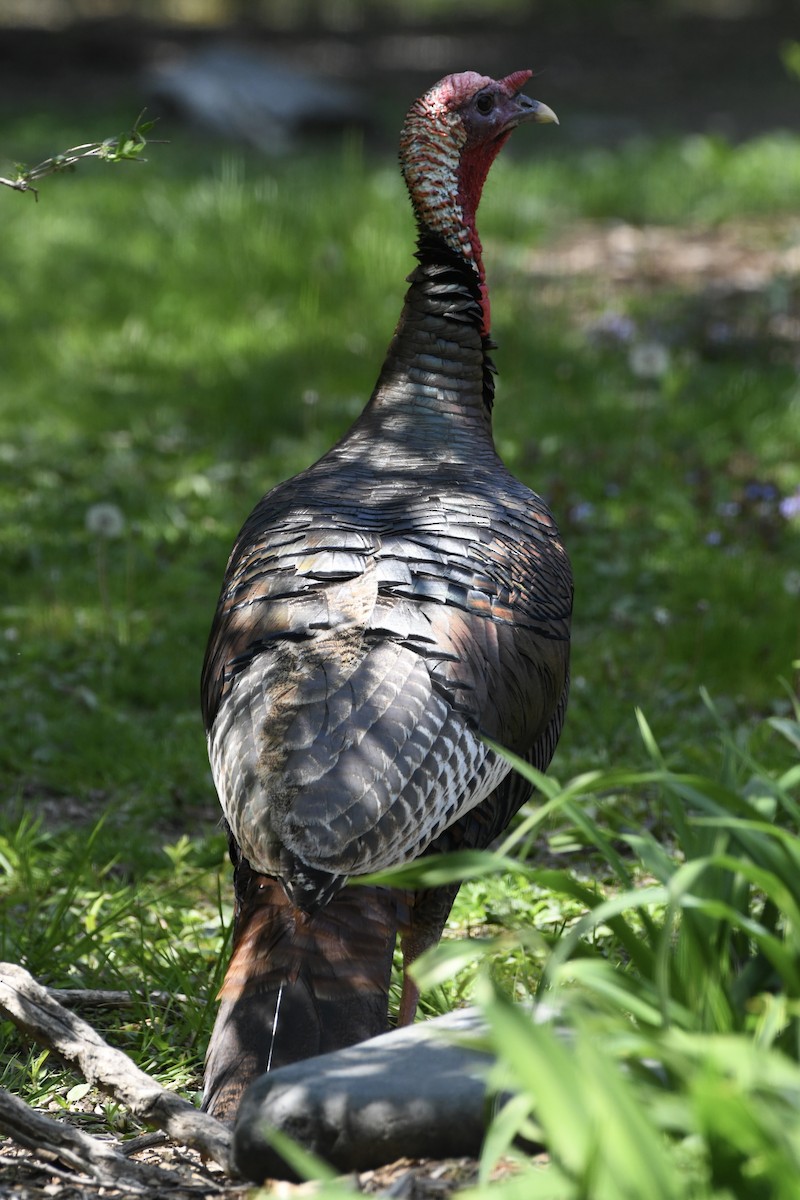 Wild Turkey - ML578589041