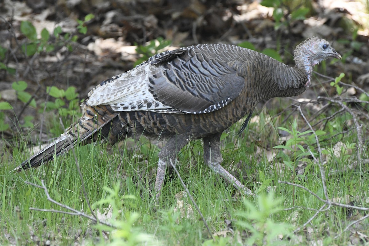 Wild Turkey - ML578589051