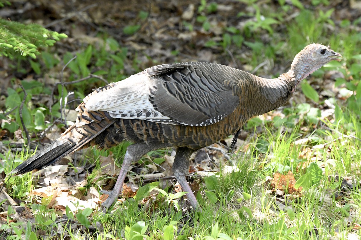 Wild Turkey - ML578589061