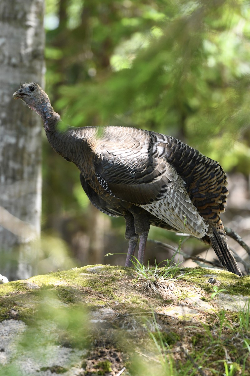 Wild Turkey - ML578589071