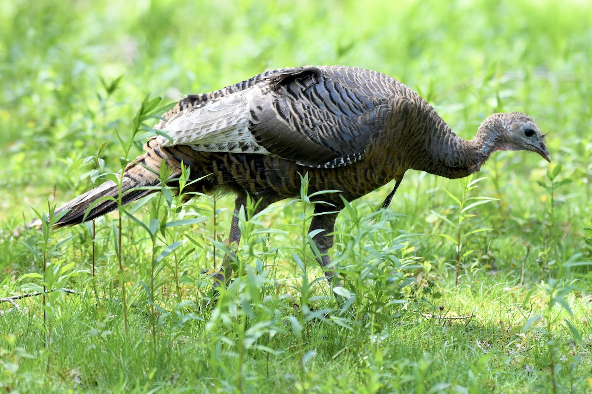 Wild Turkey - ML578589091