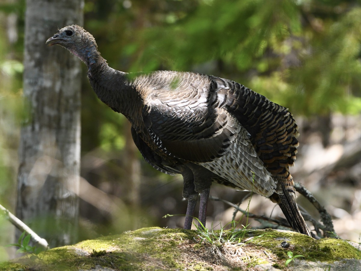 Wild Turkey - ML578589121