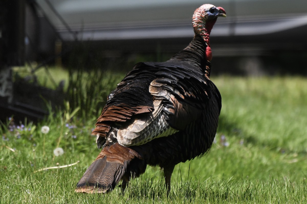 Wild Turkey - ML578590591