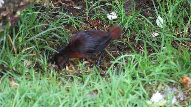 Chestnut Forest Rail - ML578590741