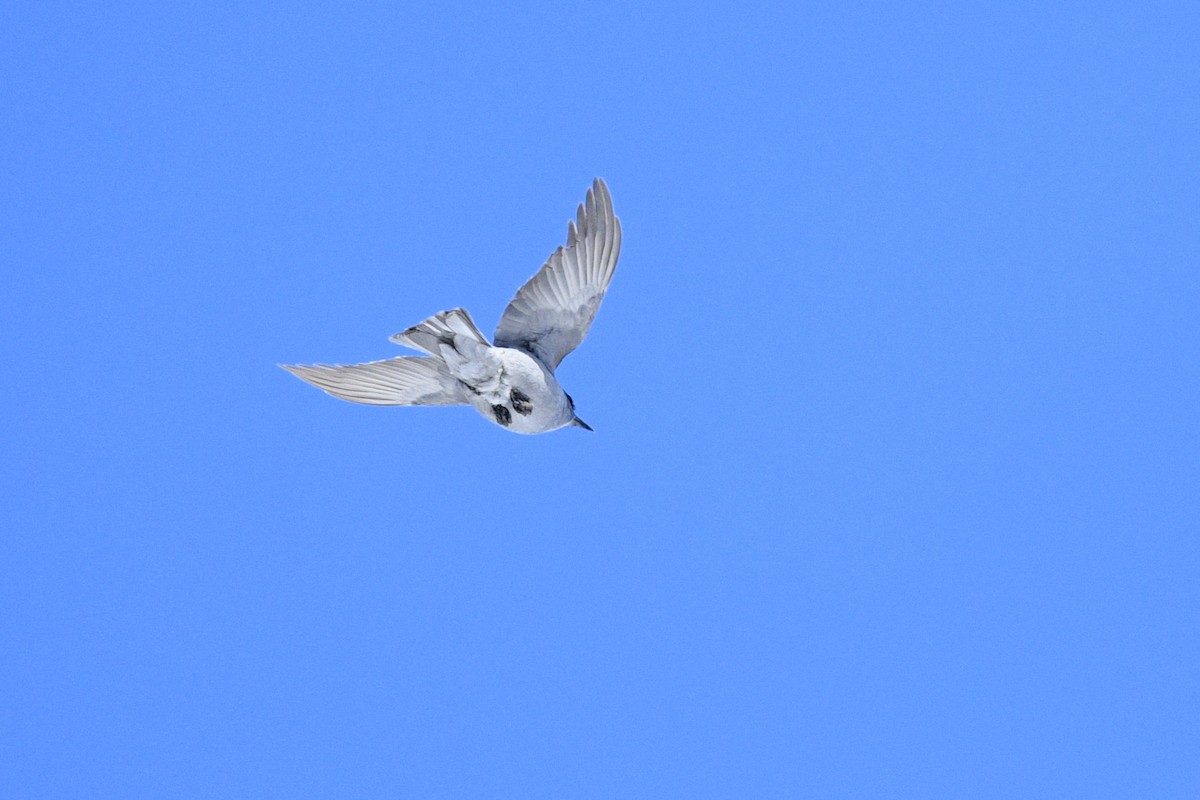 Pinyon Jay - ML578591361