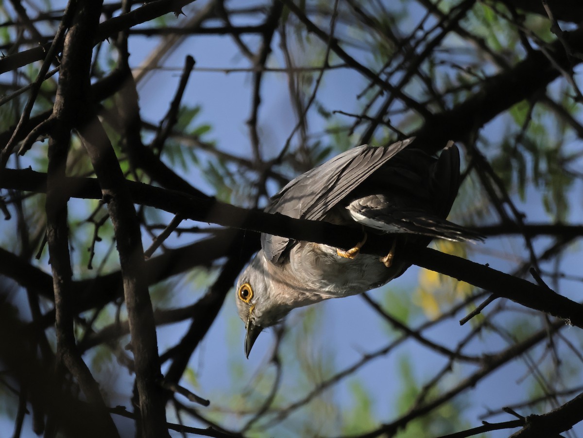 Common Hawk-Cuckoo - ML578592511