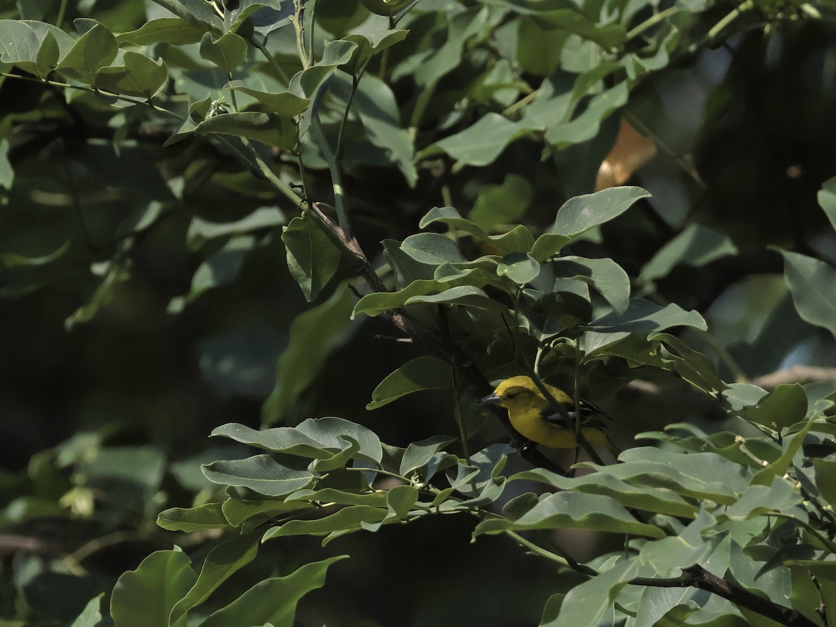 Common Iora - ML578592831