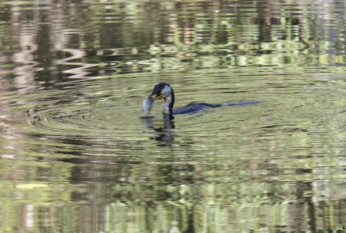 Little Pied Cormorant - ML578592871