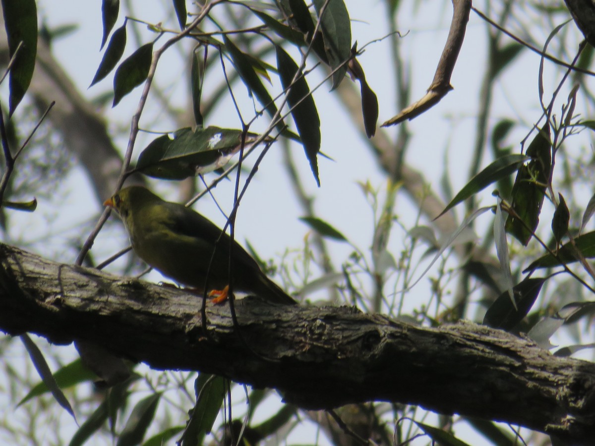 Bell Miner - Kenny Spottit