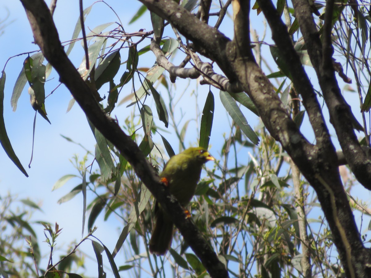 Bell Miner - Kenny Spottit