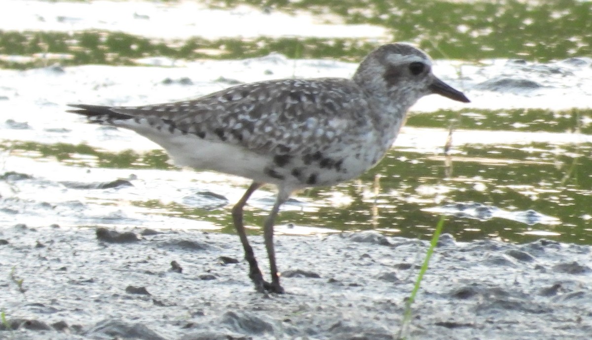 Black-bellied Plover - Brent Daggett