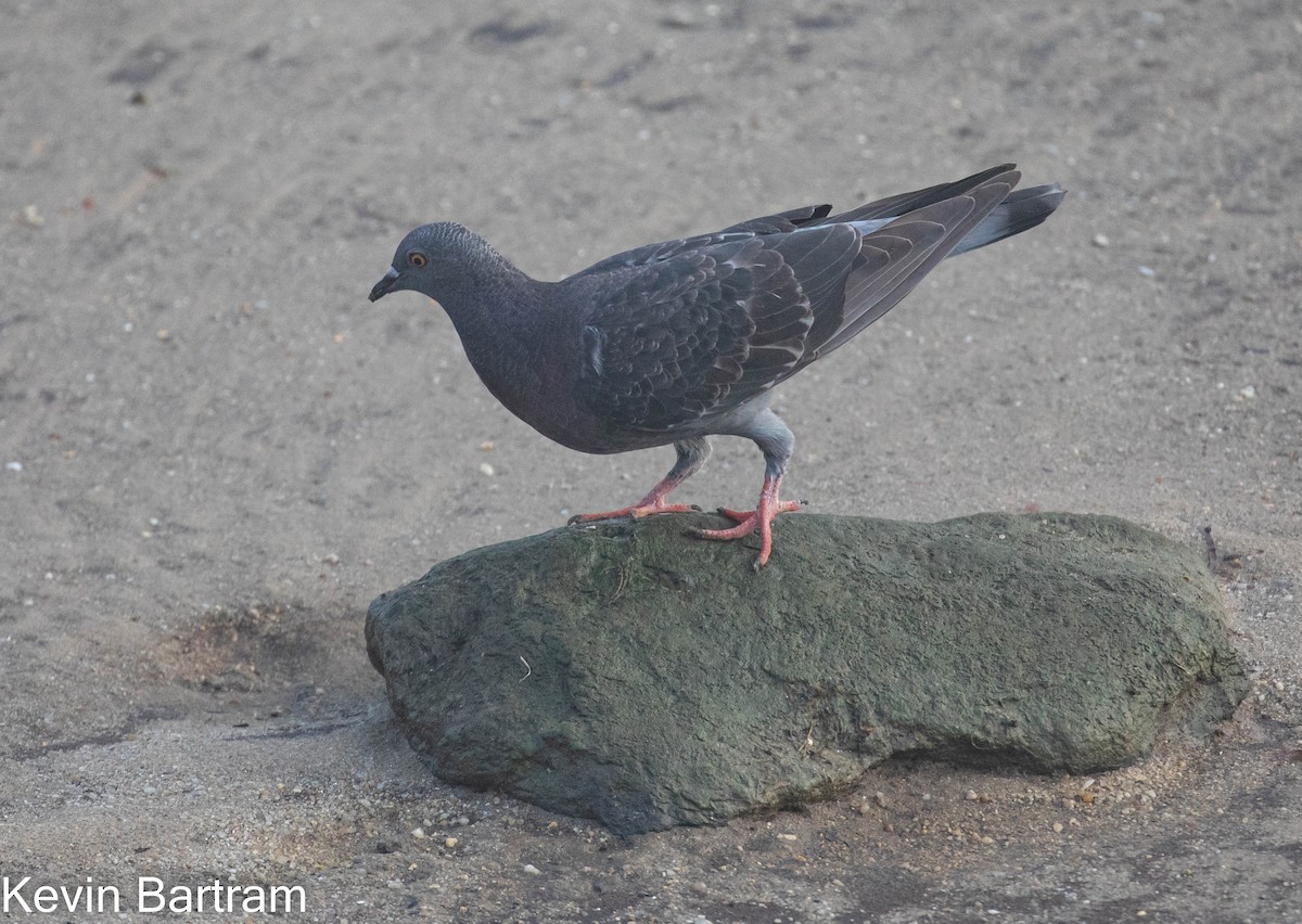 Rock Pigeon (Feral Pigeon) - ML578594331