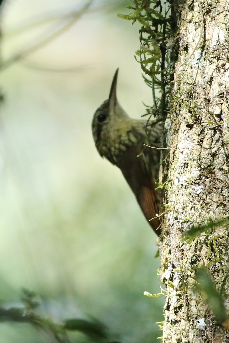 Lesser Woodcreeper - Angus Pritchard